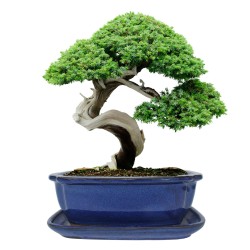 DONICA BONSAI CERAMICZNA SZKLIWIONA NIEBIESKA G105