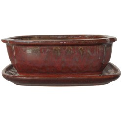 DONICA BONSAI CERAMICZNA...