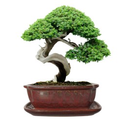 DONICA BONSAI CERAMICZNA SZKLIWIONA CZERWONA G105