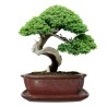 DONICA BONSAI CERAMICZNA SZKLIWIONA CZERWONA G105
