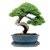 DONICA BONSAI CERAMICZNA SZKLIWIONA TURKUS G105