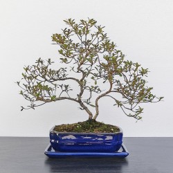 DONICA BONSAI CERAMICZNA SZKLIWIONA NIEBIESKA G144