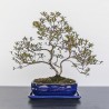 DONICA BONSAI CERAMICZNA SZKLIWIONA NIEBIESKA G144