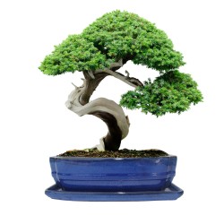 DONICA BONSAI CERAMICZNA SZKLIWIONA NIEBIESKA G144