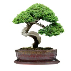 DONICA BONSAI CERAMICZNA SZKLIWIONA CZERWONA G144