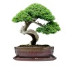 DONICA BONSAI CERAMICZNA SZKLIWIONA CZERWONA G144