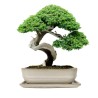 DONICA BONSAI CERAMICZNA SZKLIWIONA KREMOWA G144