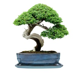 DONICA BONSAI CERAMICZNA SZKLIWIONA TURKUS G144