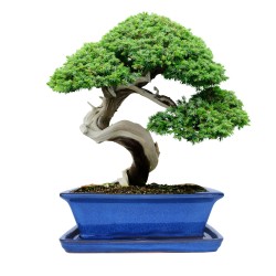 DONICA BONSAI CERAMICZNA SZKLIWIONA NIEBIESKA G93