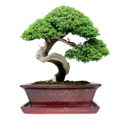 DONICA BONSAI CERAMICZNA SZKLIWIONA CZERWONA G93