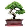 DONICA BONSAI CERAMICZNA SZKLIWIONA CZERWONA G93