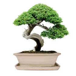 DONICA BONSAI CERAMICZNA SZKLIWIONA KREMOWA G93