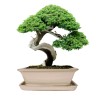 DONICA BONSAI CERAMICZNA SZKLIWIONA KREMOWA G93
