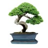 DONICA BONSAI CERAMICZNA SZKLIWIONA TURKUS G93
