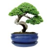 DONICA BONSAI CERAMICZNA SZKLIWIONA NIEBIESKA O59