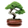 DONICA BONSAI CERAMICZNA SZKLIWIONA CZERWONA O59