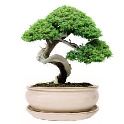 DONICA BONSAI CERAMICZNA SZKLIWIONA KREMOWA O59