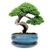 DONICA BONSAI CERAMICZNA SZKLIWIONA TURKUS O59