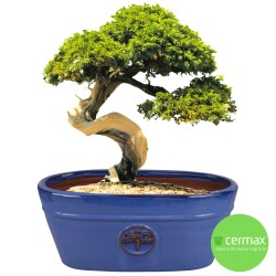 CERAMICZNA DONICA SZKLIWIONA OWAL NIEBIESKA