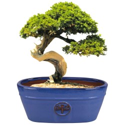 CERAMICZNA DONICA SZKLIWIONA OWAL NIEBIESKA