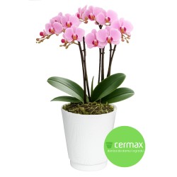 OSŁONKA CERAMICZNA ARCHE SERIA 469