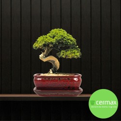 DONICA SZKLIWIOMA BONSAI Z PODSTAWKĄ CZERWONA