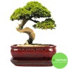 DONICA SZKLIWIOMA BONSAI Z PODSTAWKĄ CZERWONA
