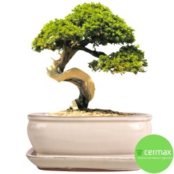 DONICA SZKLIWIONA BONSAI Z PODSTAWKĄ KREMOWA