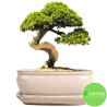DONICA SZKLIWIONA BONSAI Z PODSTAWKĄ KREMOWA