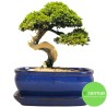 DONICA SZKLIWIONA BONSAI Z PODSTAWKĄ NIEBIESKA