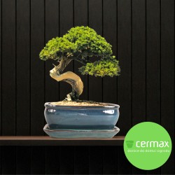 DONICA SZKLIWIONA BONSAI Z PODSTAWKĄ TURKUSOWA