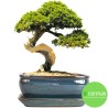 DONICA SZKLIWIONA BONSAI Z PODSTAWKĄ TURKUSOWA