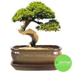DONICA SZKLIWIONA BONSAI Z PODSTAWKĄ ZIELONA