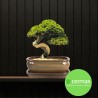 DONICA SZKLIWIONA BONSAI Z PODSTAWKĄ ZIELONA