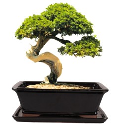 DONICA SZKLIWIONA BONSAI Z PODSTAWKĄ CZARNA
