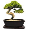 DONICA SZKLIWIONA BONSAI Z PODSTAWKĄ CZARNA