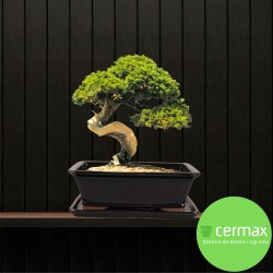 DONICA SZKLIWIONA BONSAI Z PODSTAWKĄ CZARNA