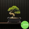 DONICA SZKLIWIONA BONSAI Z PODSTAWKĄ CZARNA