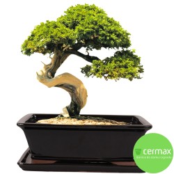 DONICA SZKLIWIONA BONSAI Z PODSTAWKĄ CZARNA