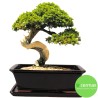 DONICA SZKLIWIONA BONSAI Z PODSTAWKĄ CZARNA