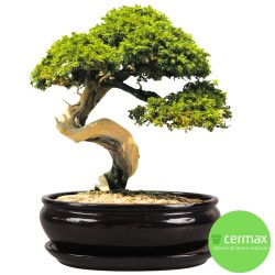 DONICA BONSAI Z PODSTAWKĄ SZKLIWIONA CZARNA