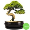 DONICA BONSAI Z PODSTAWKĄ SZKLIWIONA CZARNA