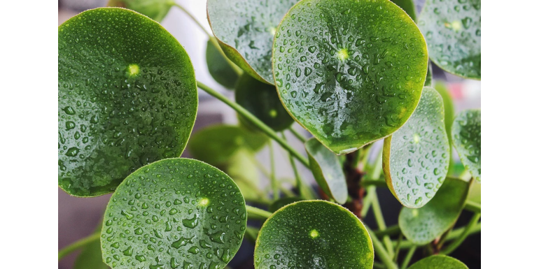 Pilea (kwiat pieniążek) - podlewanie, pielęgnacja, odmiany