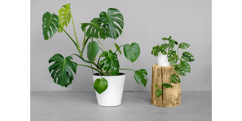 Kwiat Monstera - podlewanie, pielęgnacja, odmiany